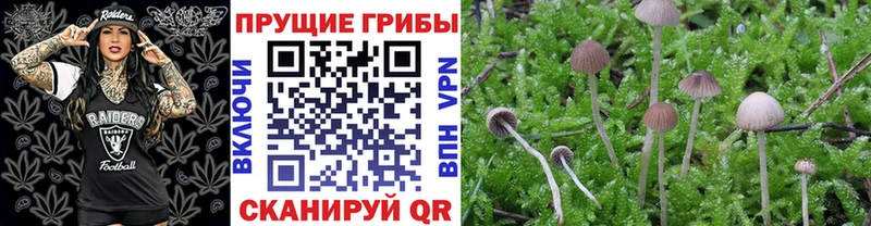 Галлюциногенные грибы Psilocybe  Новоаннинский 